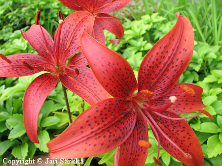 Lilium Hollandicum-Ryhm� 'Nochka', tarhasarjalilja